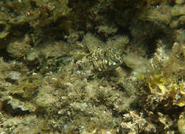 Image of Western Jumping Blenny