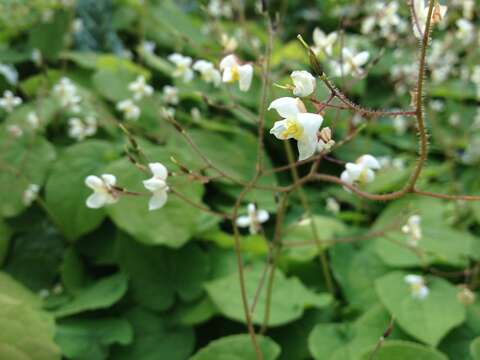 Image of Epimedium pubigerum (DC.) Morren & Decaisne