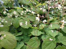 Image of Epimedium pubigerum (DC.) Morren & Decaisne