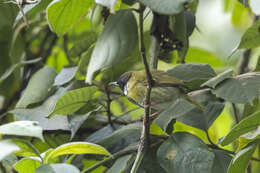 Image of Apalis personata personata Sharpe 1902