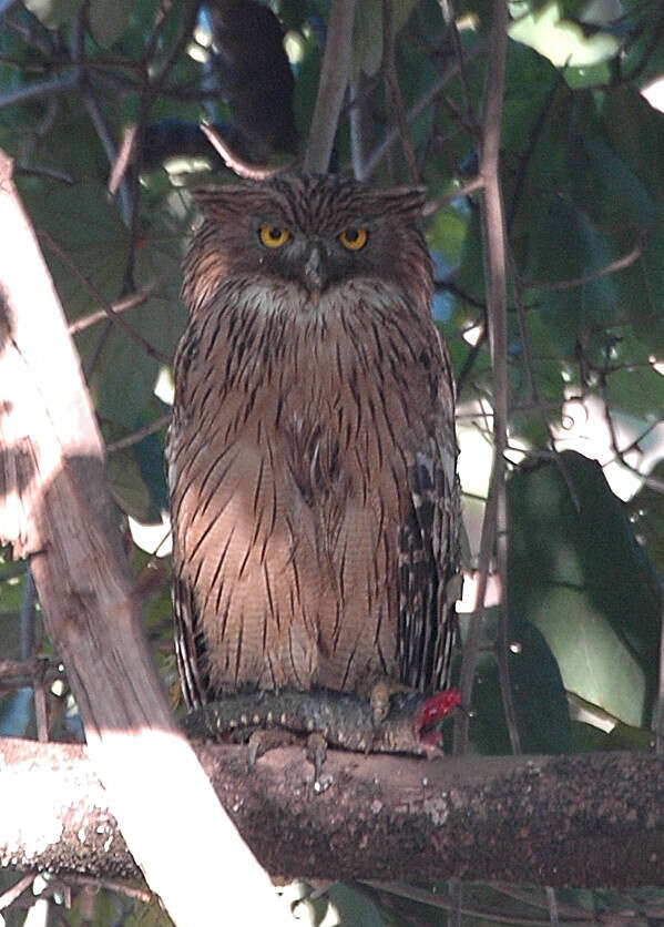 Image of Brown Fish Owl