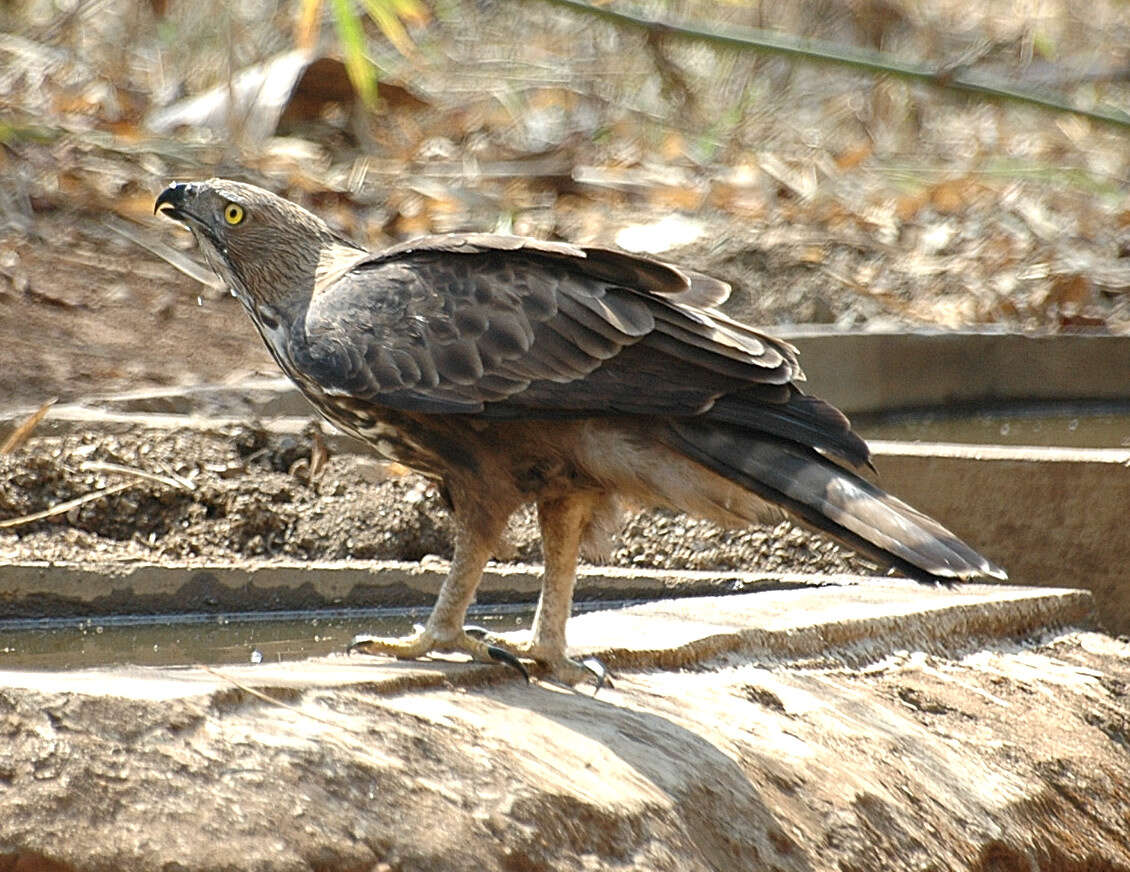 Nisaetus cirrhatus (Gmelin & JF 1788) resmi