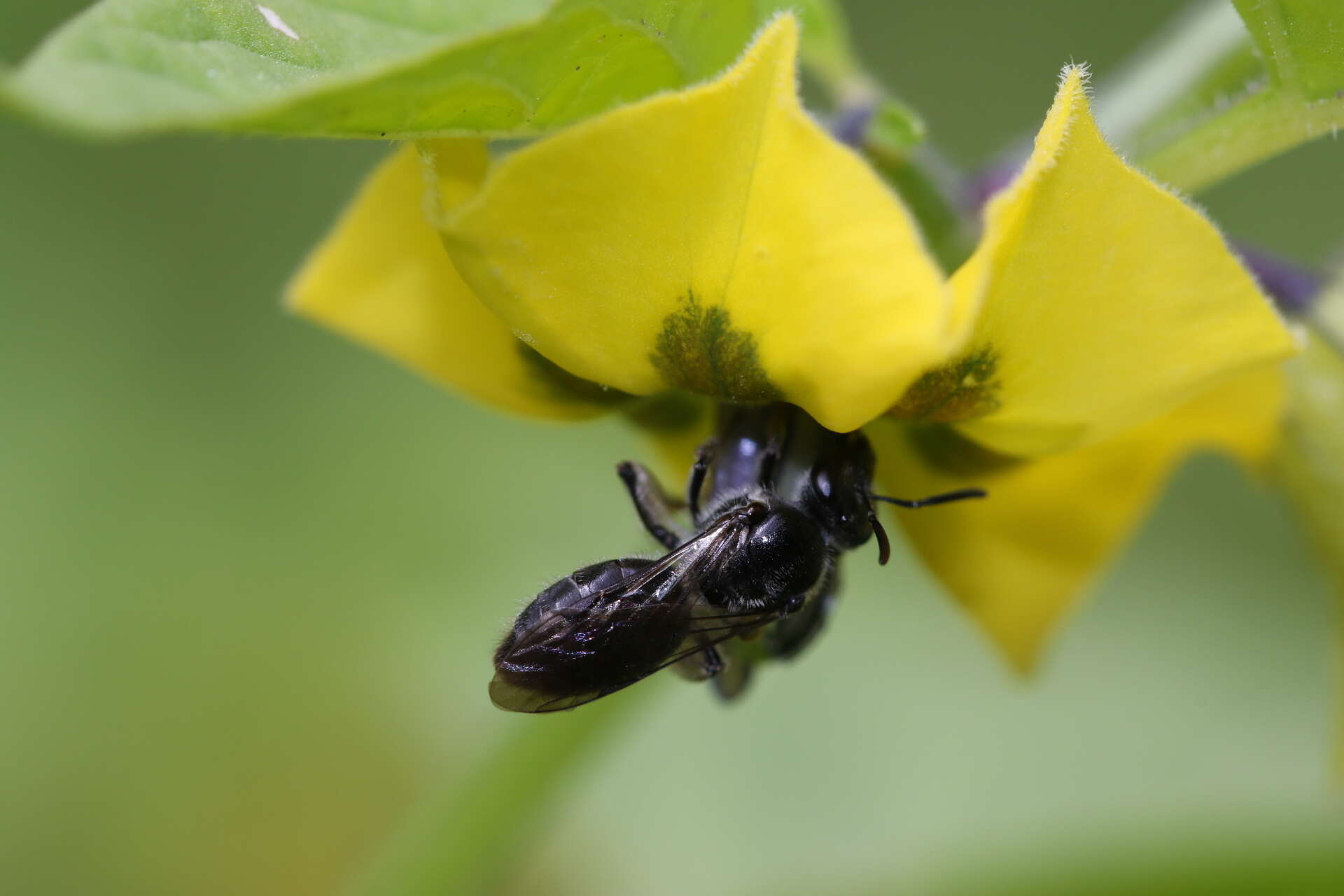 Imagem de Lasioglossum pectinatum (Robertson 1890)