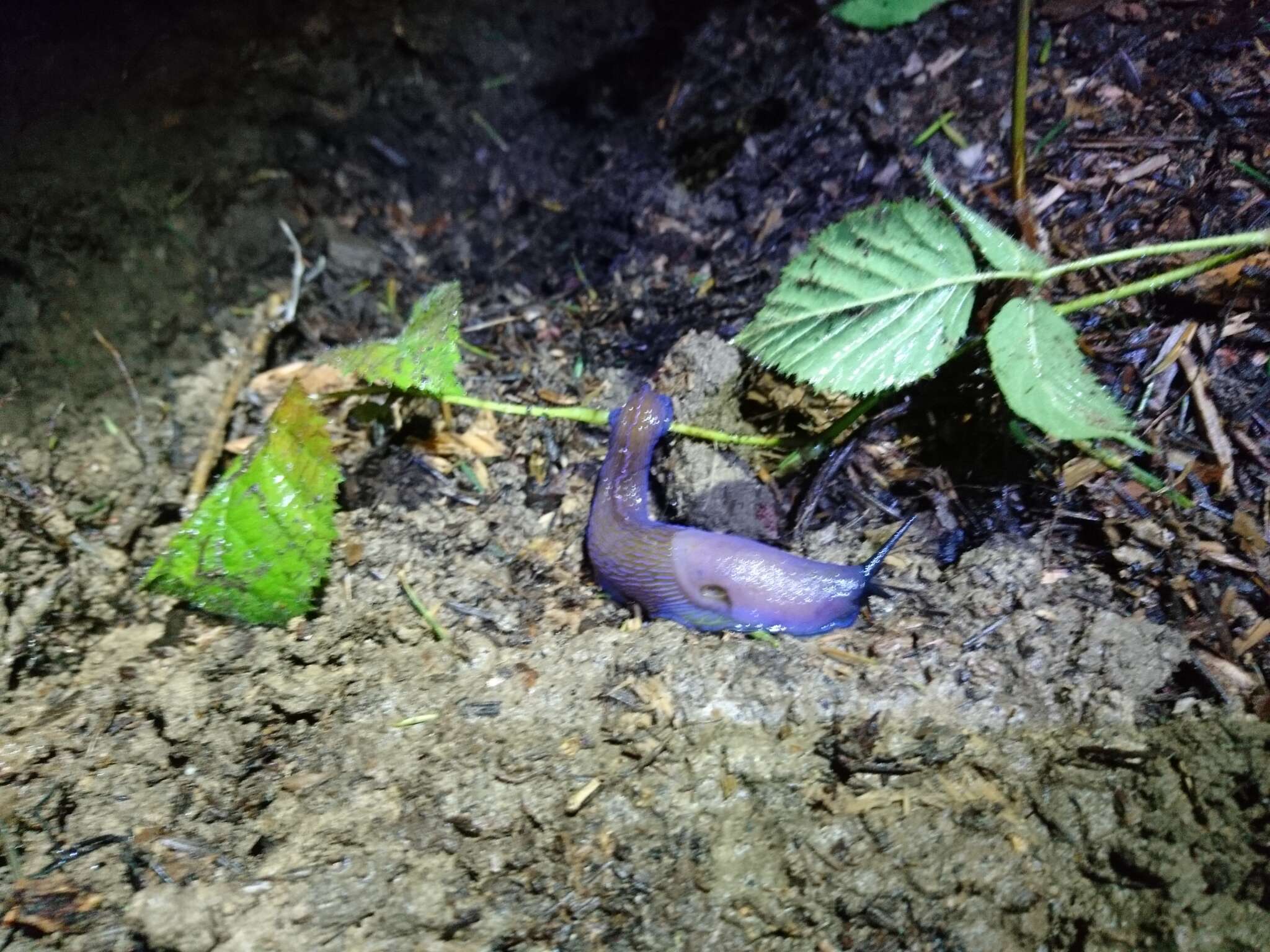 Image of Carpathian blue slug