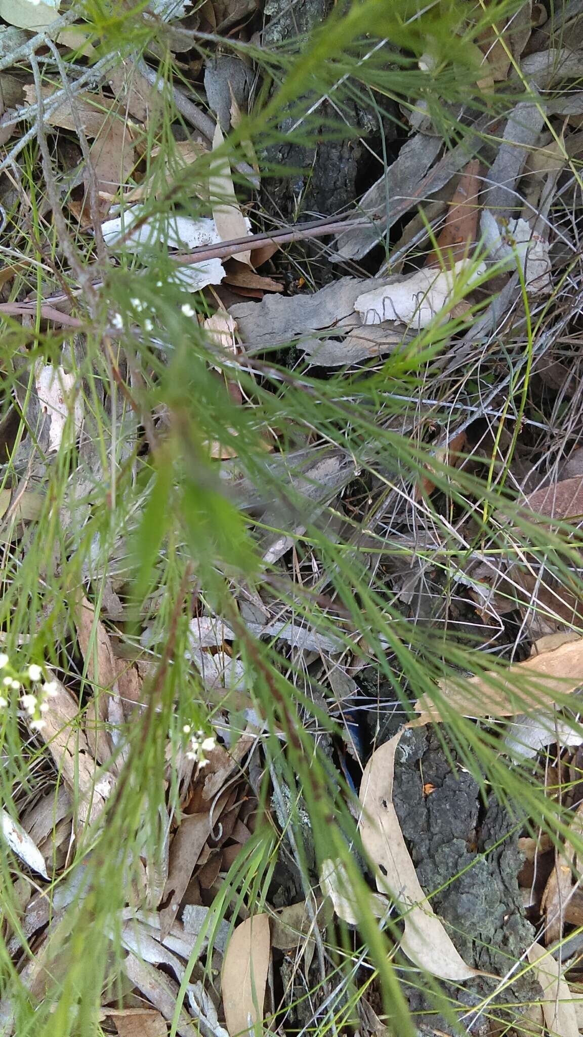 Imagem de Platysace linearifolia (Cav.) C. Norman