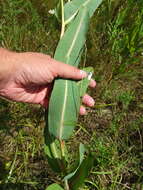 Image of prairie milkweed