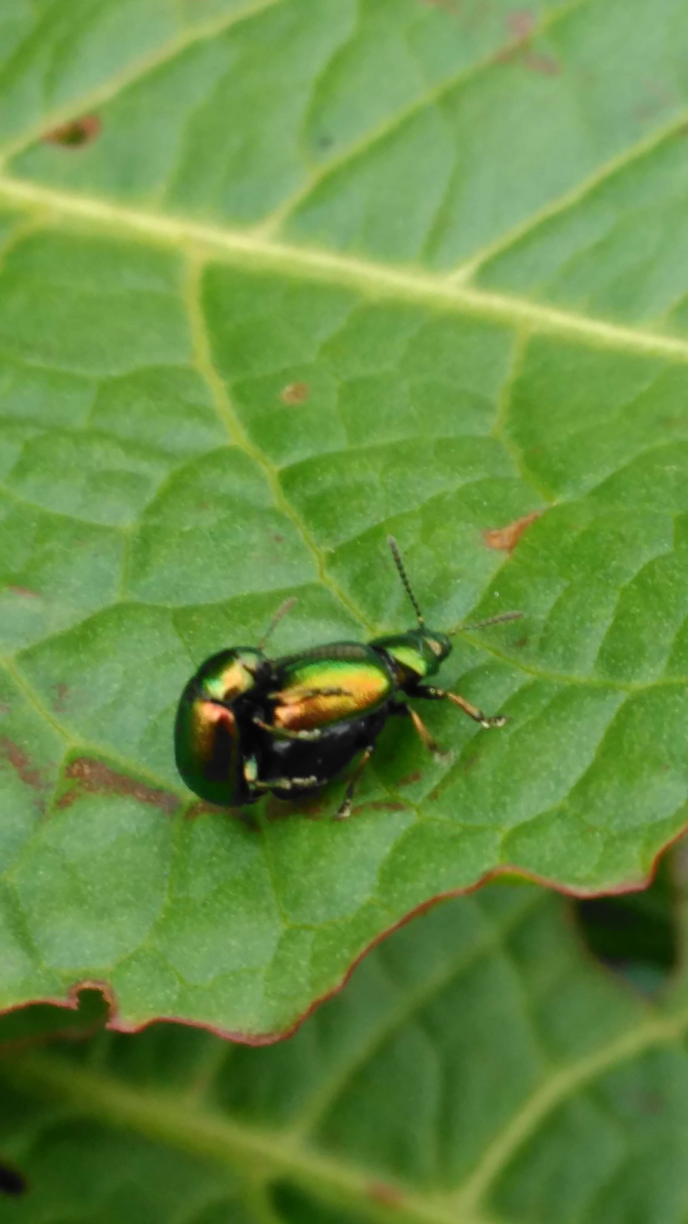 Imagem de Gastrophysa viridula