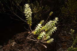 صورة <i>Hubertia <i>tomentosa</i></i> var. tomentosa