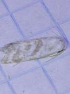 Cochylimorpha discopunctana Eversmann 1844的圖片