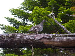 Слика од Falcipennis falcipennis (Hartlaub 1855)