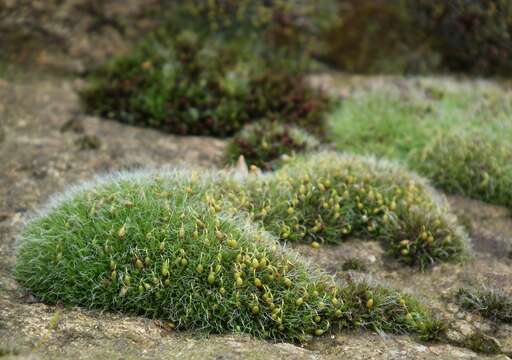 Image of pulvinate dry rock moss