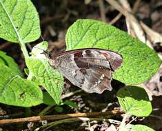 Lasiophila orbifera Butler 1868的圖片