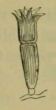 Image of Crown rust of oats