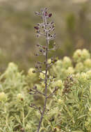 Imagem de Scrophularia villosa Pennell ex Millsp. & Nuttall