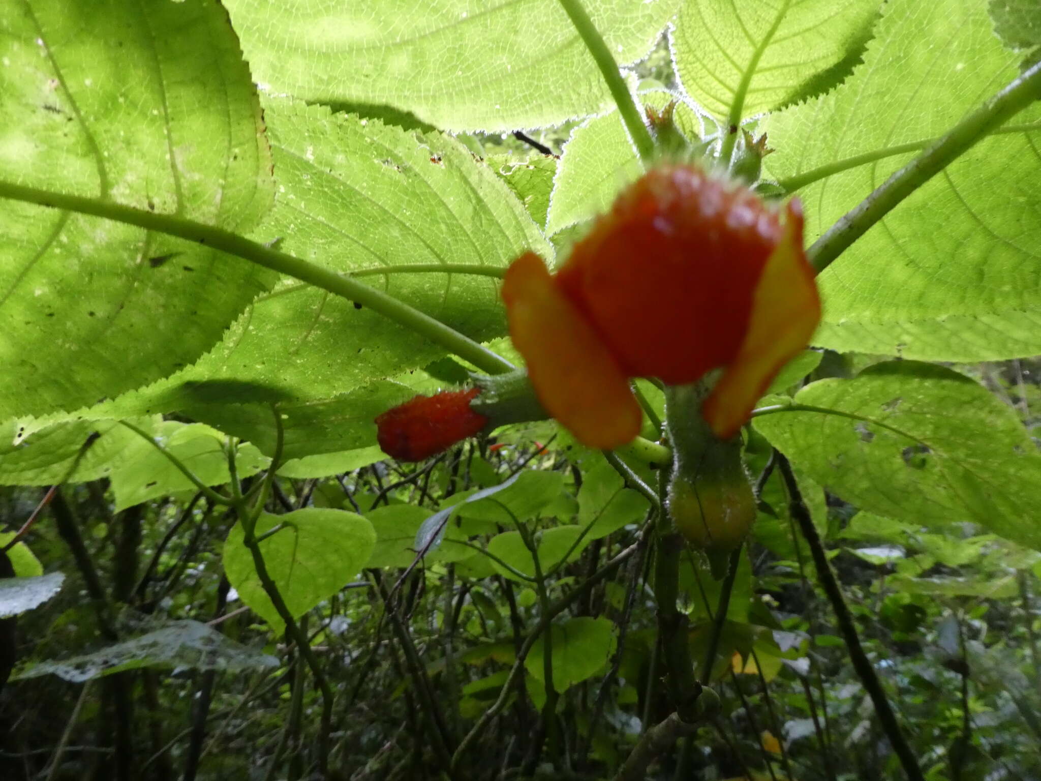 Слика од Solenophora calycosa Donn. Sm.