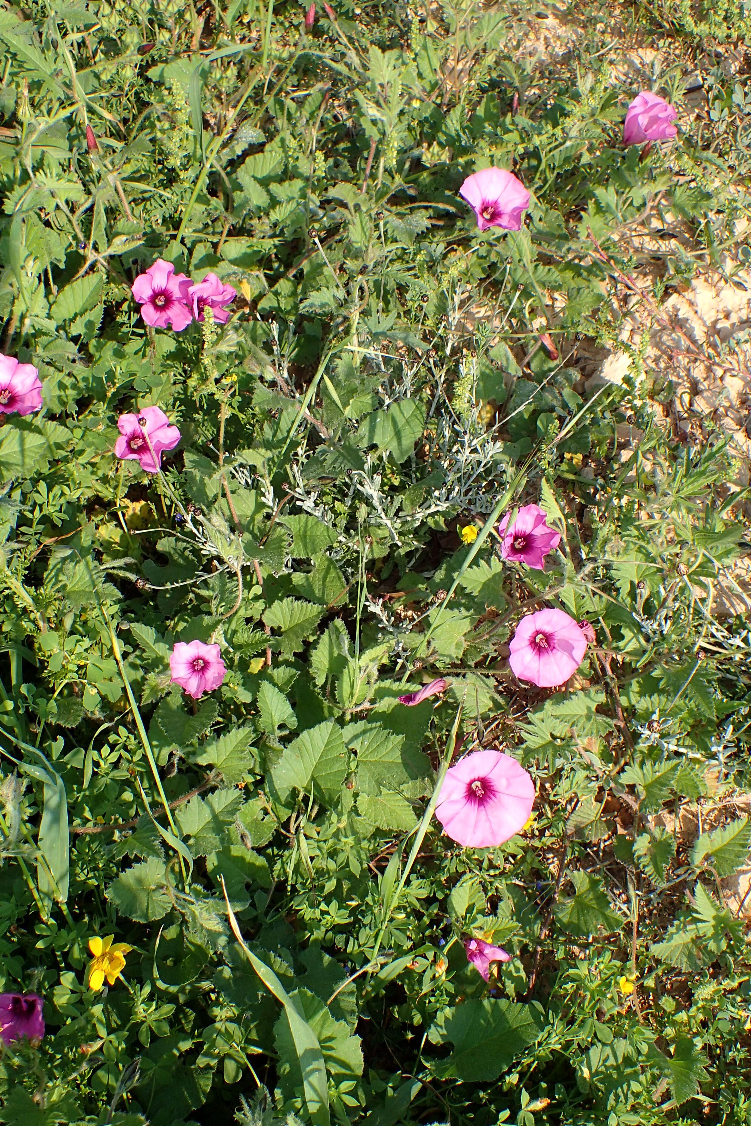 Image of mallow bindweed