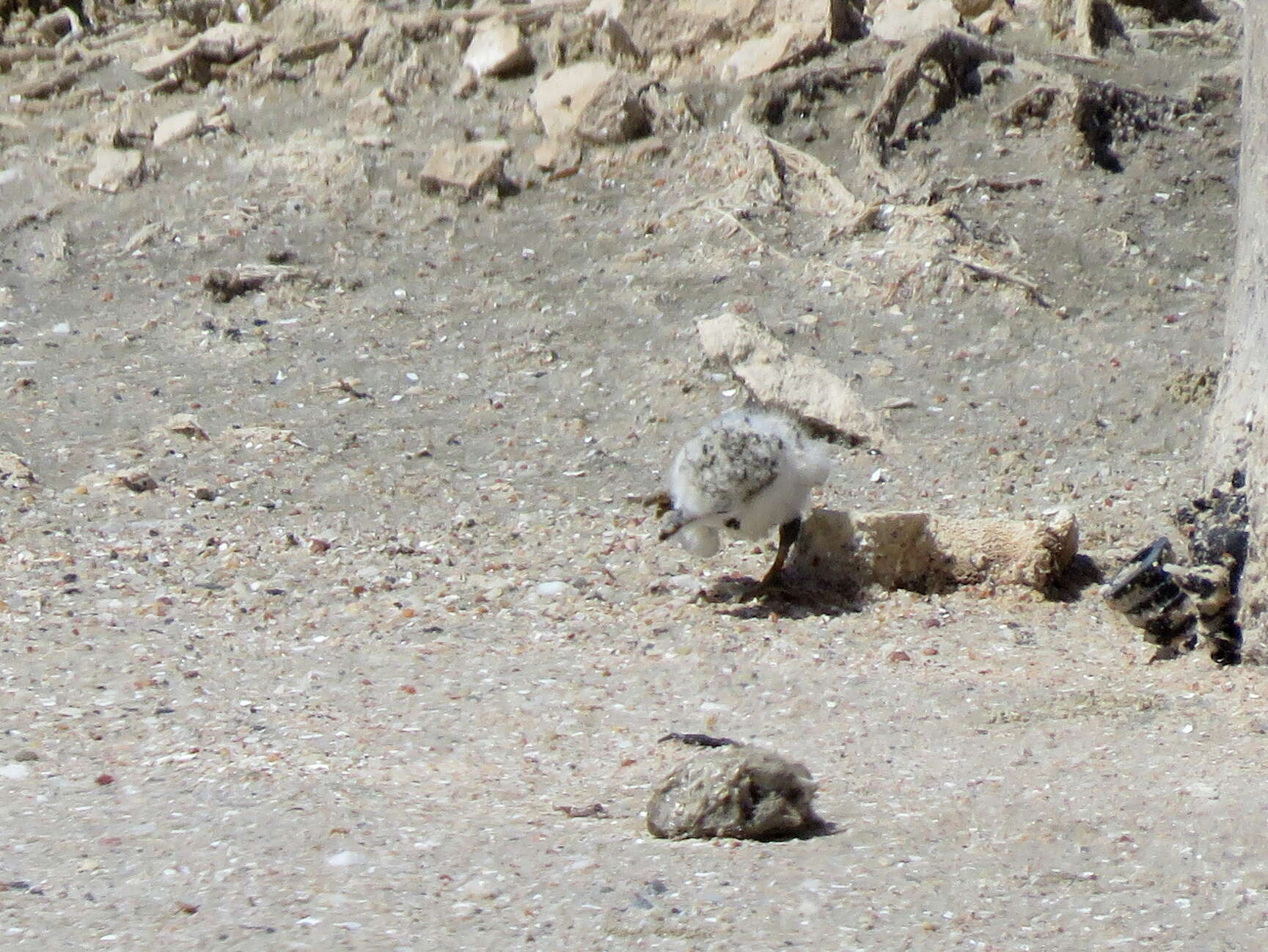 Image of Chestnut-banded Plover