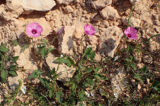 Image of mallow bindweed