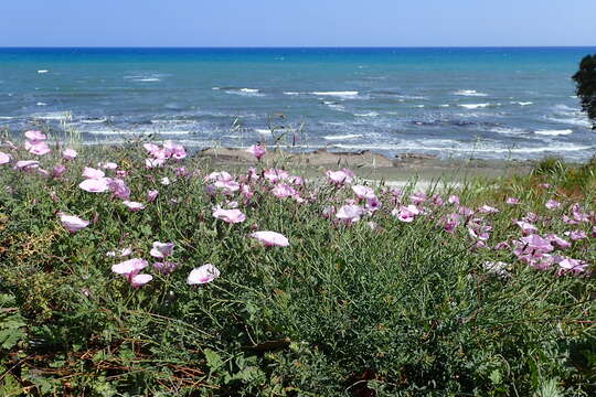 Image of mallow bindweed