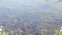 Image of Floating Bur-reed