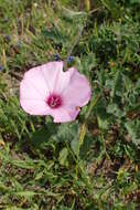 Image of mallow bindweed