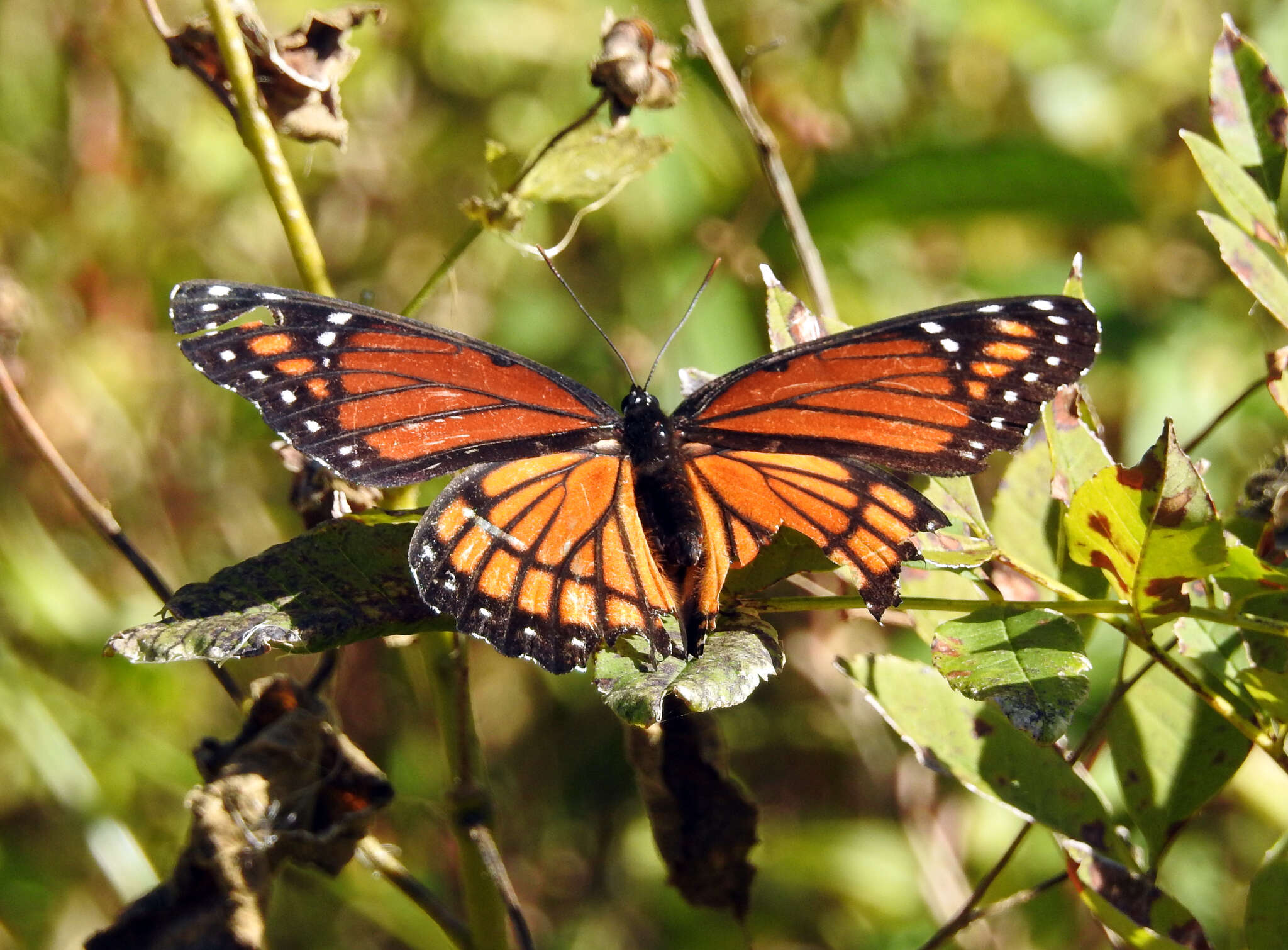 Limenitis archippus watsoni Dos Passos 1938的圖片