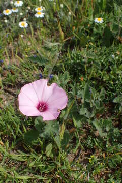 Image of mallow bindweed