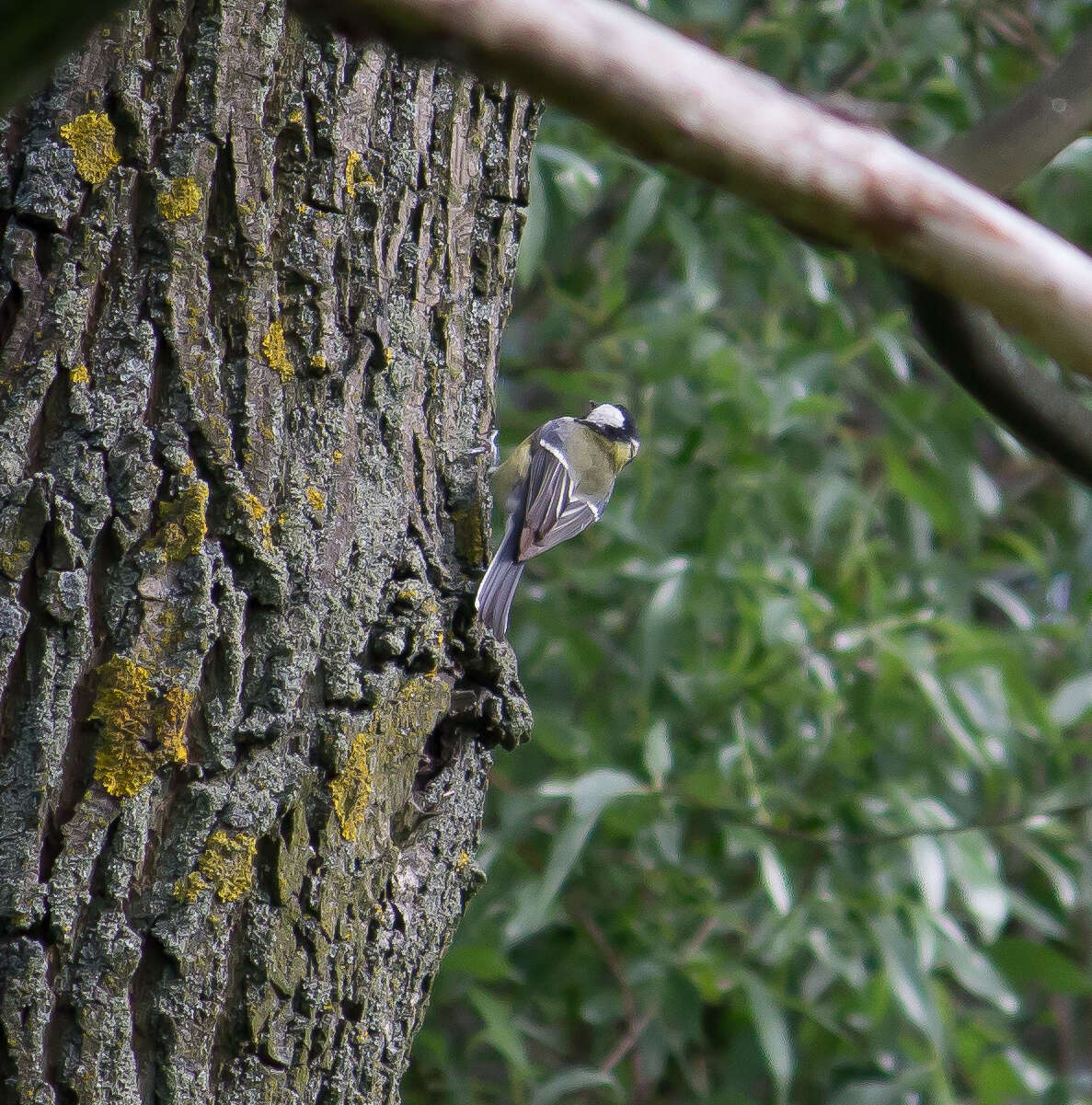 Image of Great Tit