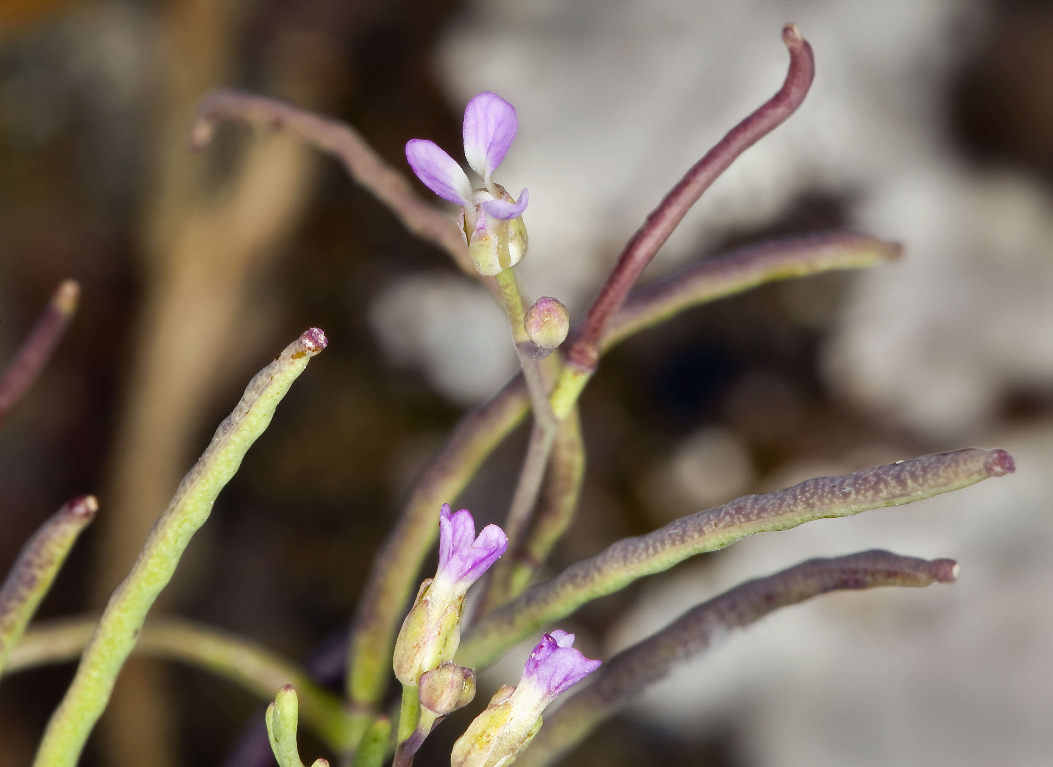 Image of winged rockcress