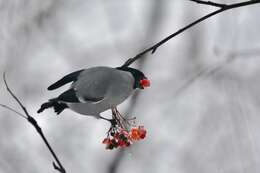 Image of Baikal Bullfinch