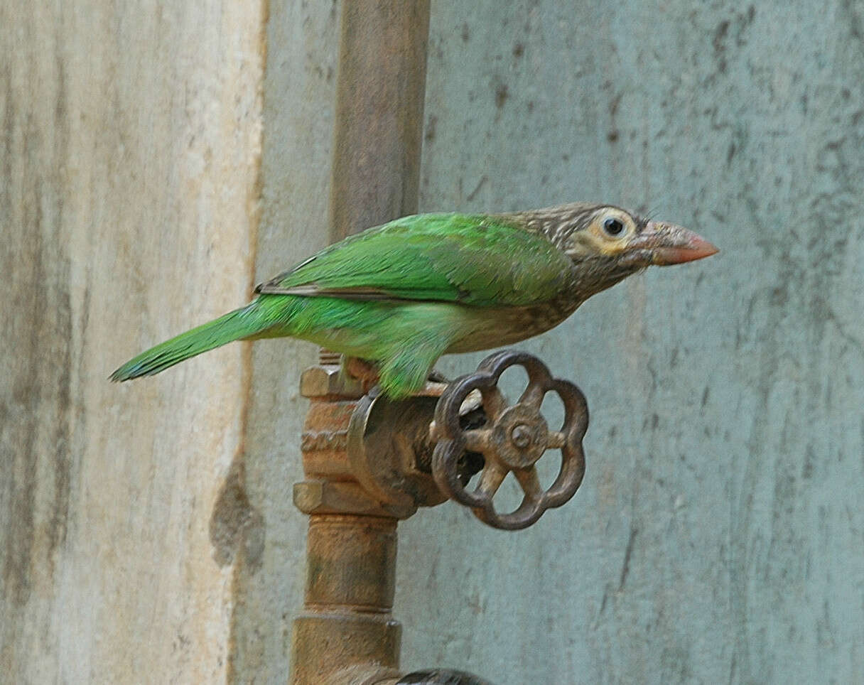 Psilopogon zeylanicus (Gmelin & JF 1788) resmi