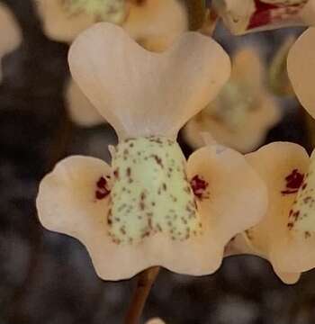 Image of Utricularia fulva F. Muell.