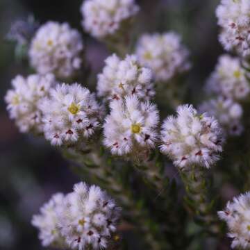 Imagem de Phylica strigosa Berg.