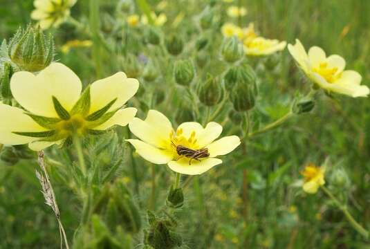 Image of sulphur cinquefoil