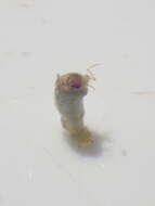 Image of Ceraclea (Pseudoleptocerus) schoutedeni (Navas 1930)