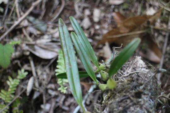 Image of Bulbophyllum bifurcatoflorens (Fukuy.) J. J. Verm., Schuit. & de Vogel