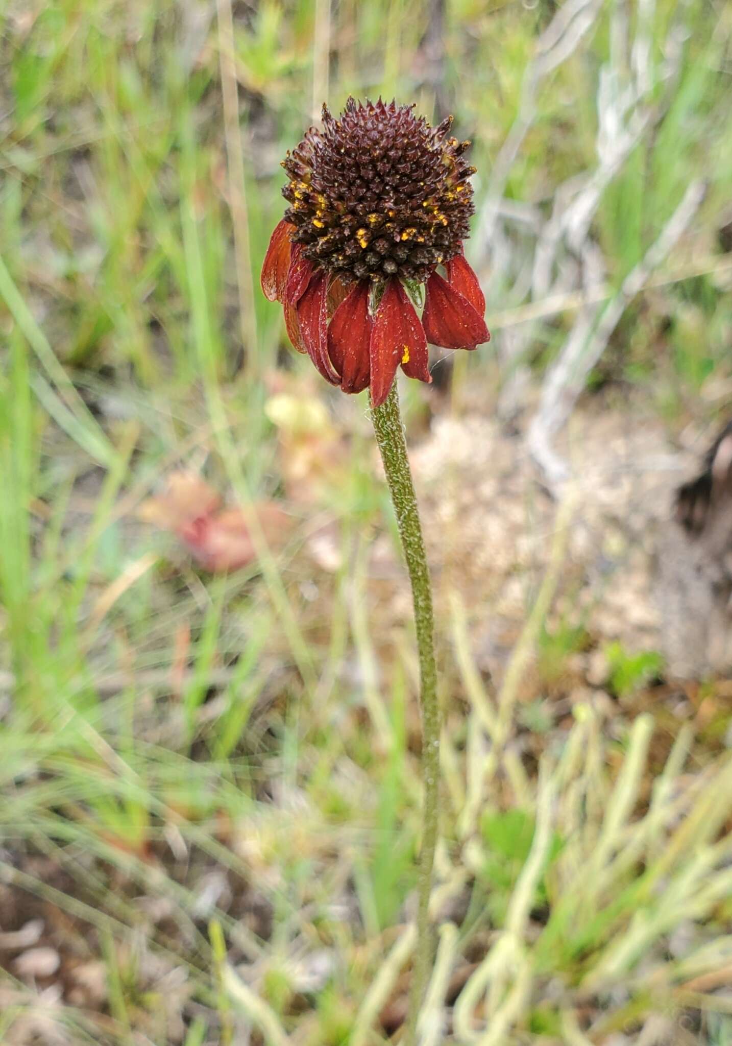 Image of Grass-Leaf Coneflower