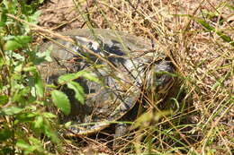 Image of Barbour's Map Turtle