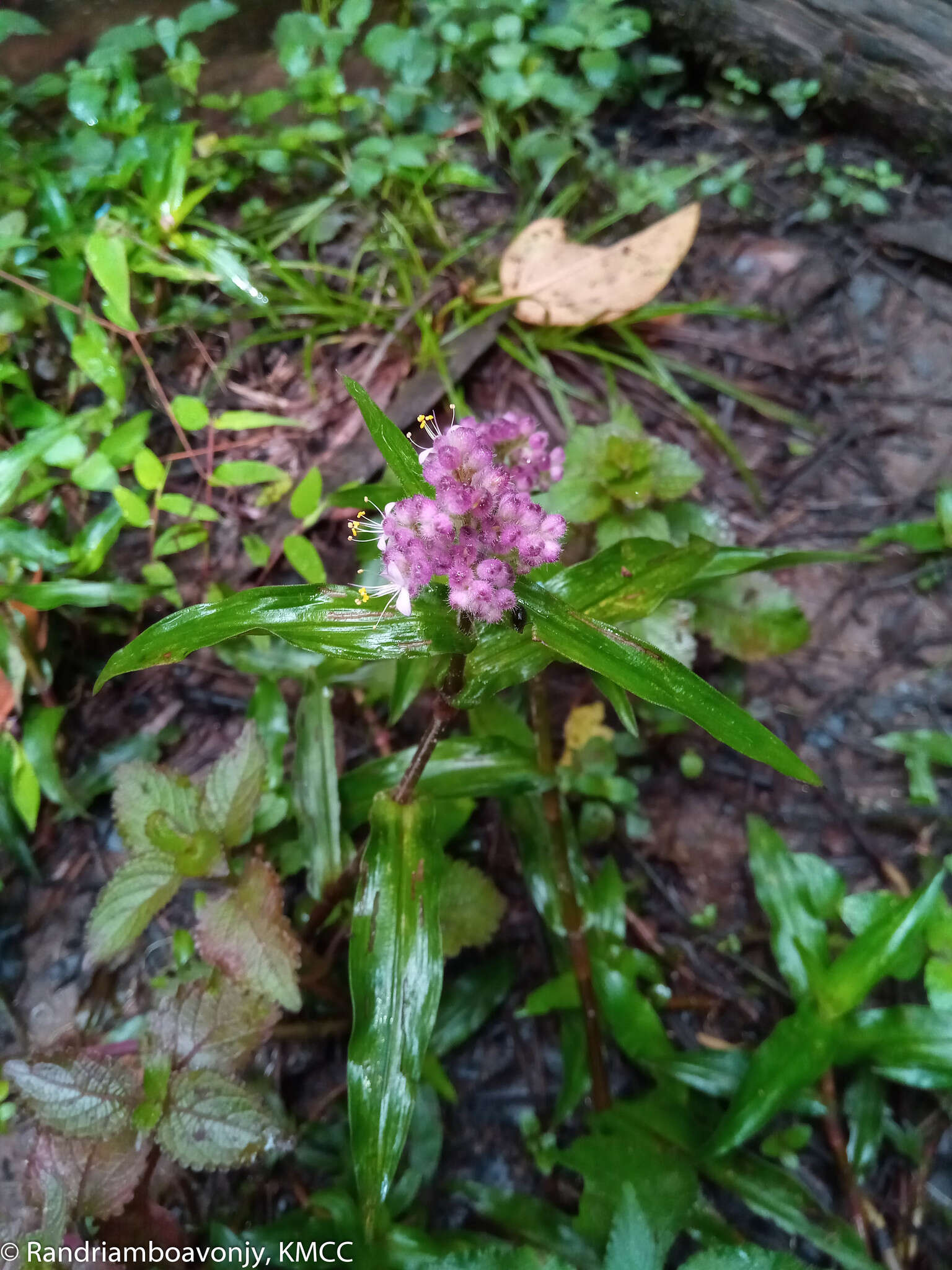 Sivun Floscopa glomerata (Willd. ex Schult. & Schult. fil.) Hassk. kuva