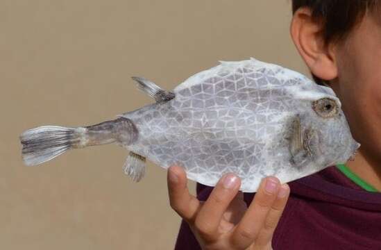 Image of Triangular boxfish