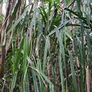 Sivun Pandanus furcatus Roxb. kuva