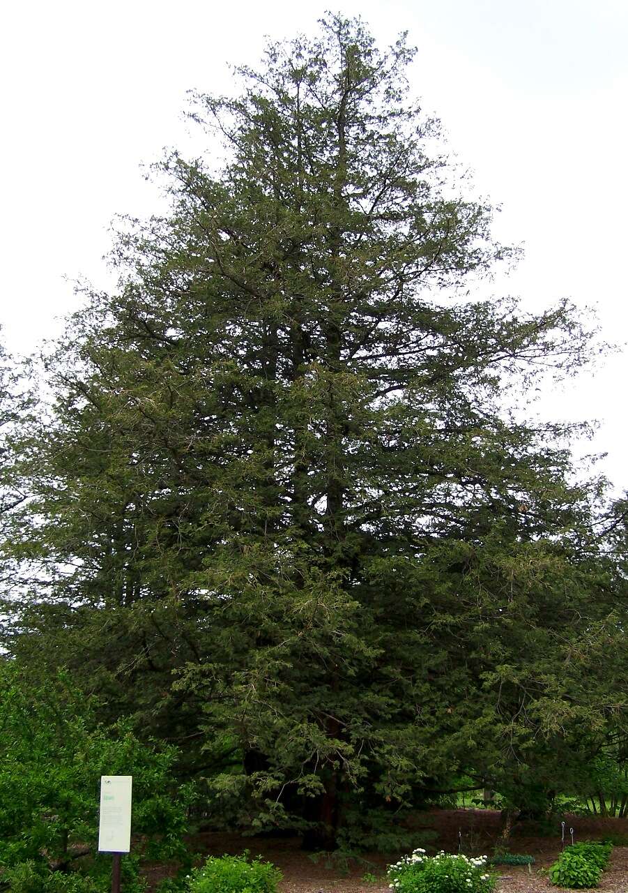 Image of Sawara Cypress