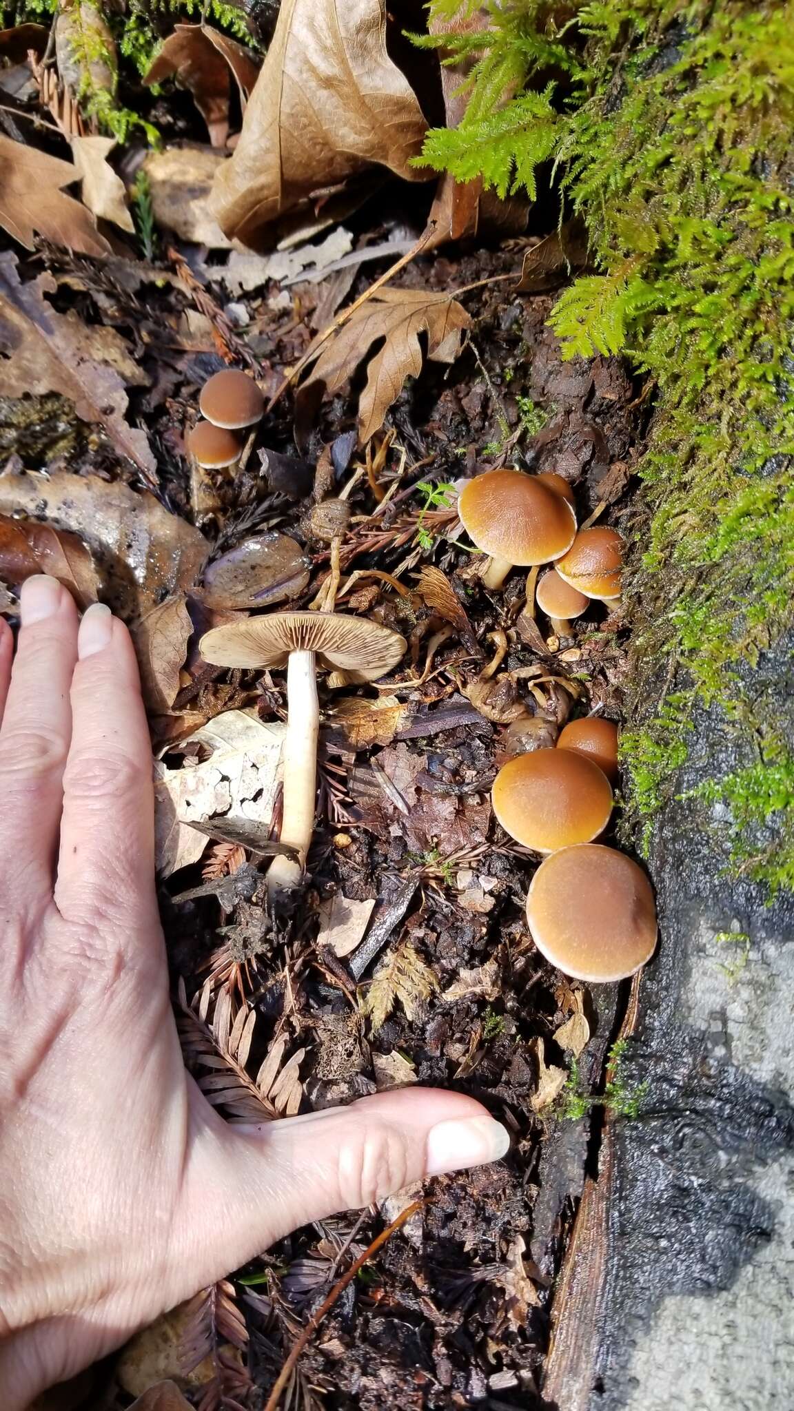 Image of Psathyrella piluliformis (Bull.) P. D. Orton 1969