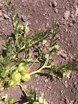 Image of Astragalus vagus (Clos) Reiche