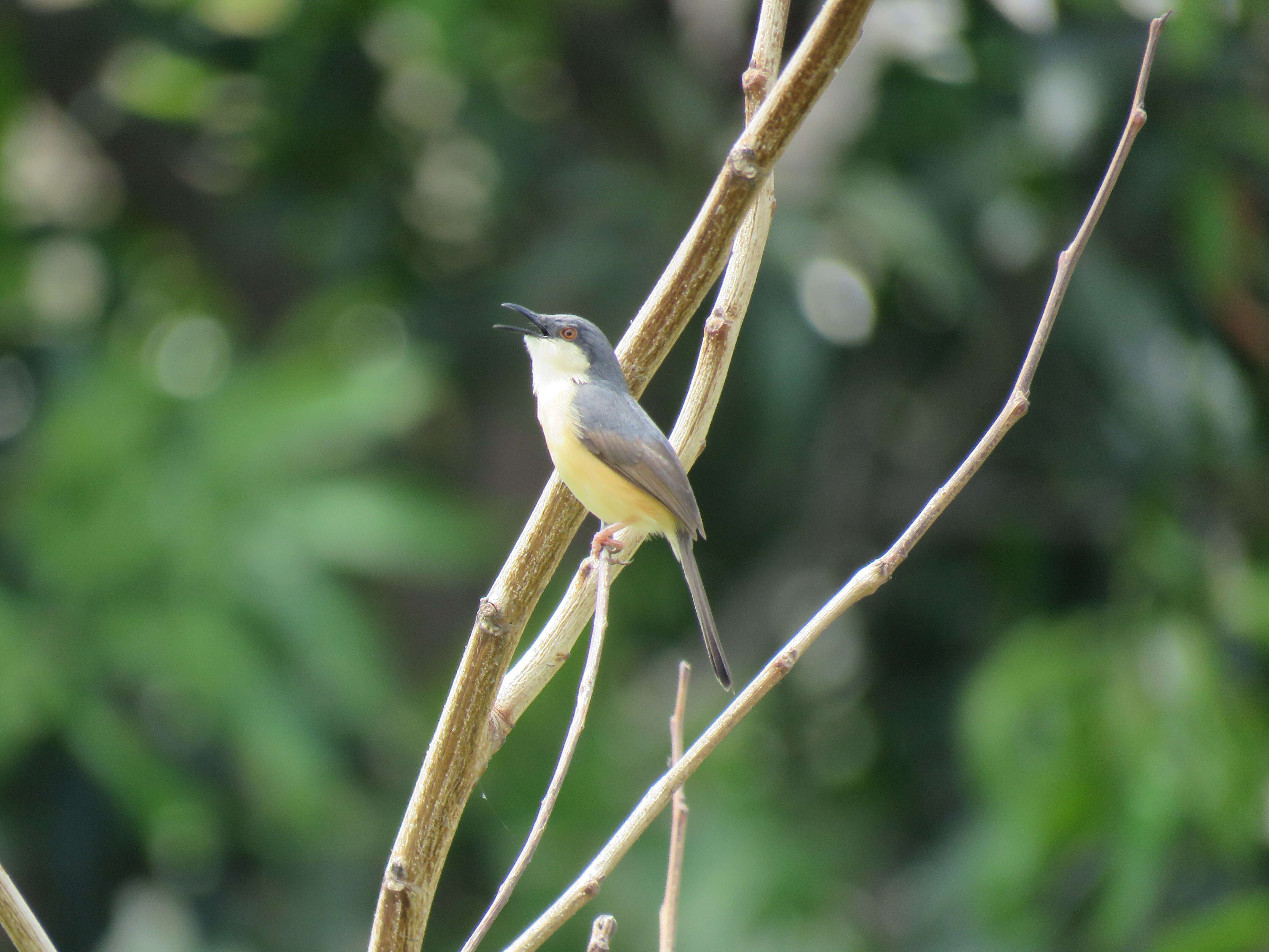 Image of Ashy Prinia