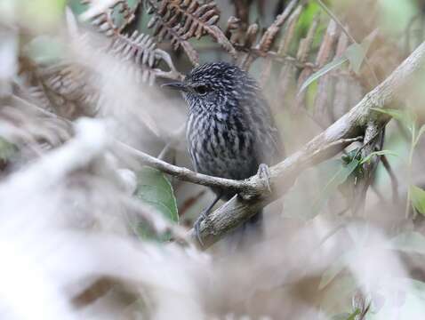 Image of Dusky-tailed Antbird