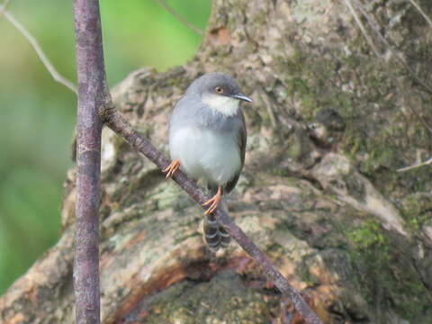 Image of Grey-breasted Prinia