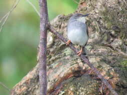 Image of Grey-breasted Prinia