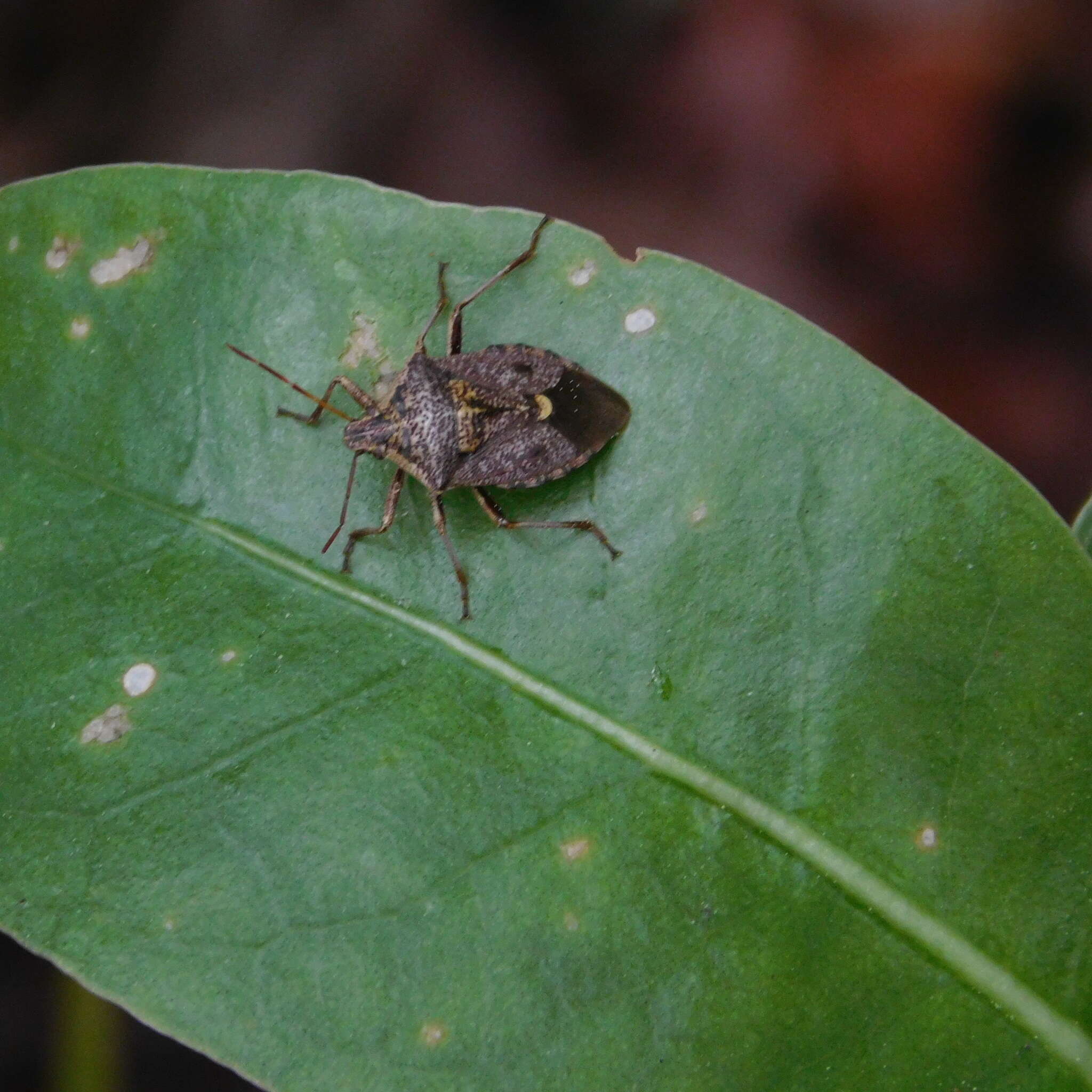 Image of Cermatulus nasalis nasalis (Westwood 1837)