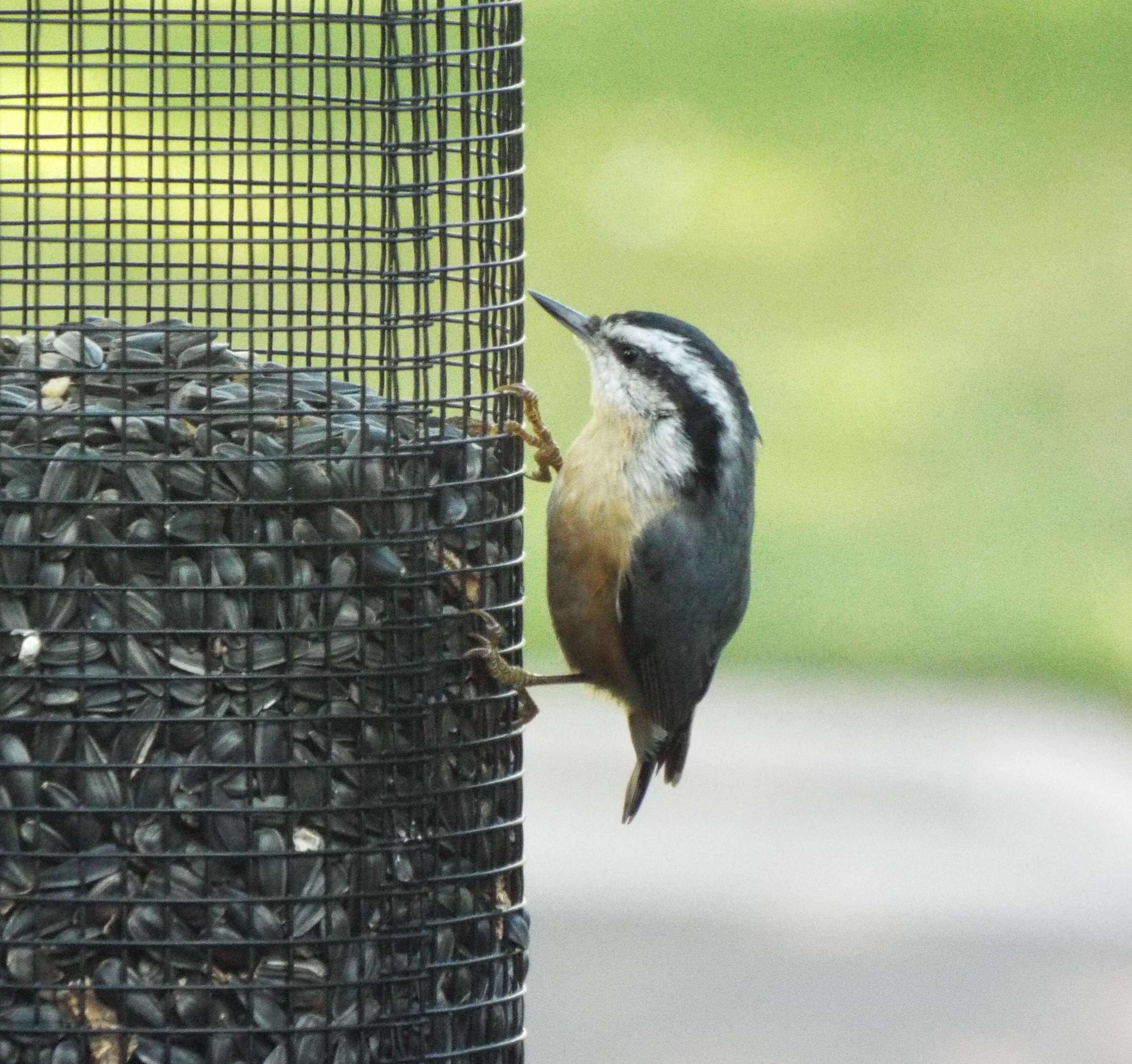 Image of Red-breasted Nuthatch